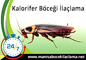 Kalorifer Böceği İlaçlama